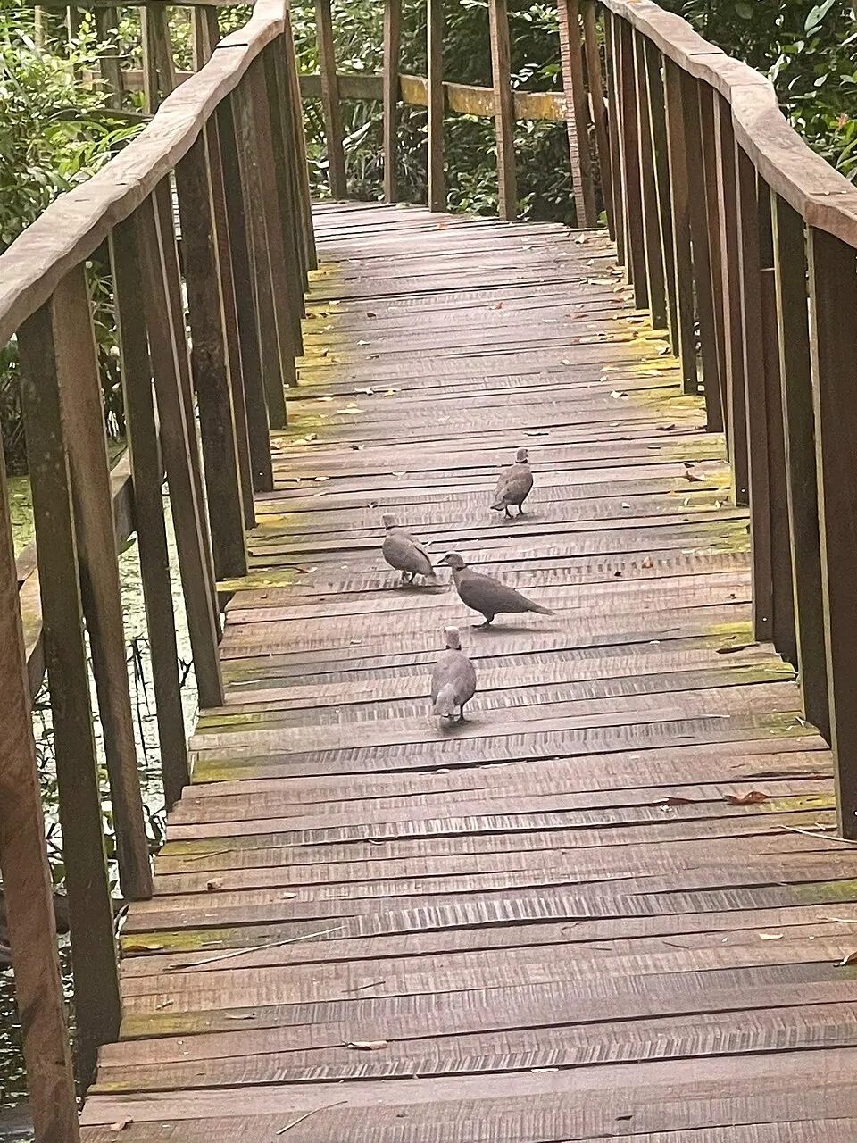 Walkway at Lekki Conservation Centre, Lekki Conservation Centre, Lagos